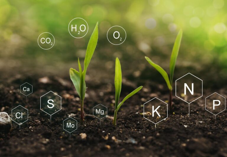 ingredients cles fertilisant gazon