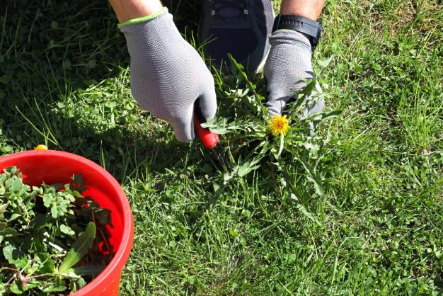 traitement mauvaises herbes